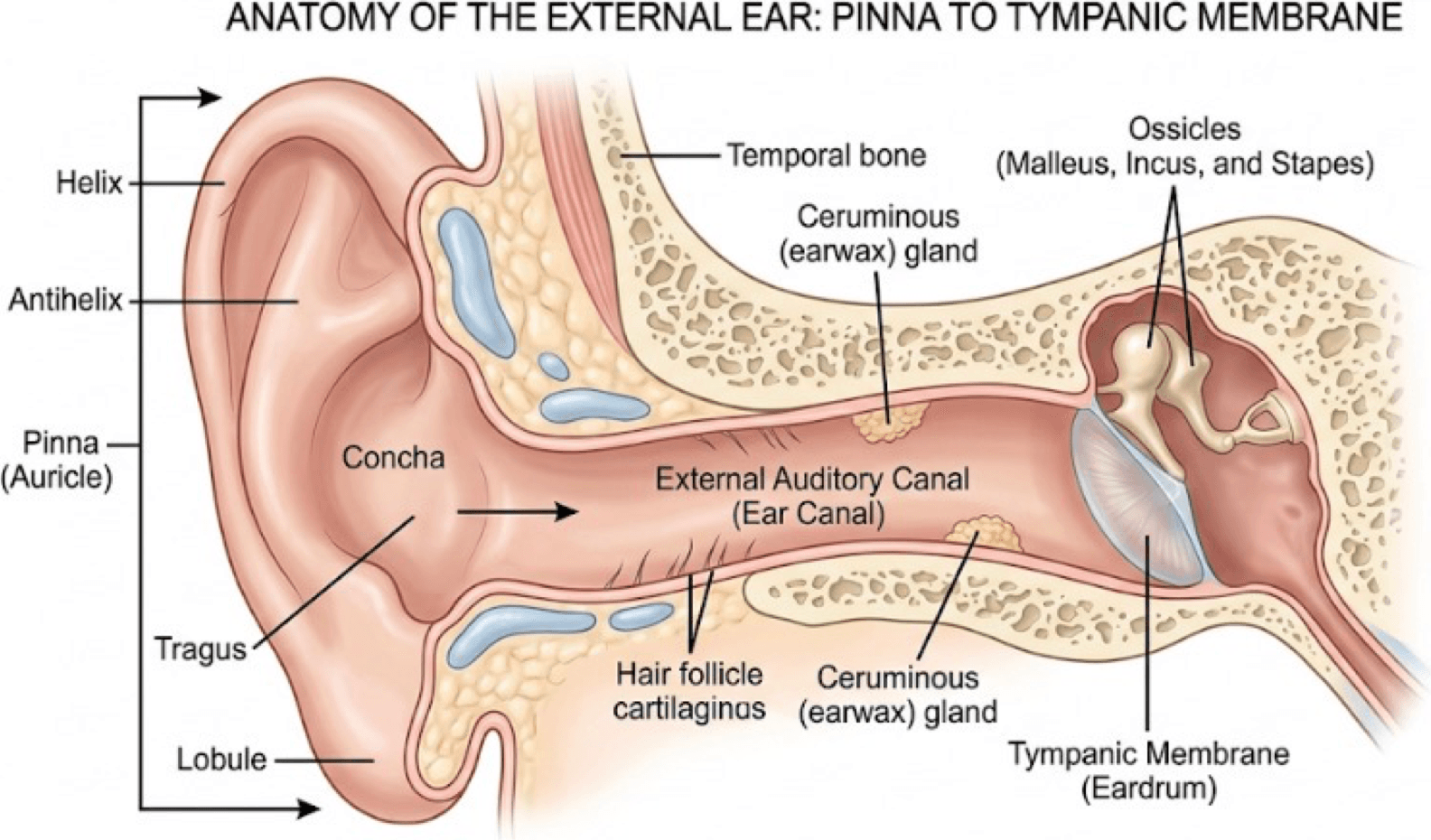 Labelled anatomy of the external ear, from the pinna to the tympanic membrane